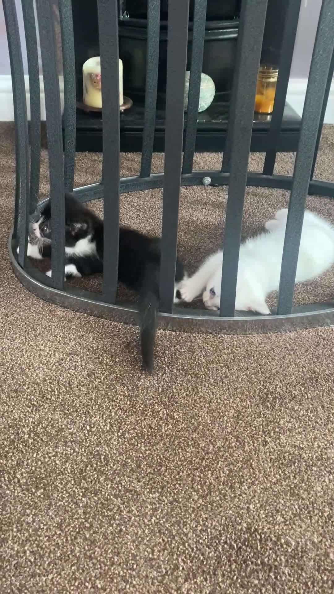 Mixed Breed cats for sale: 2 gorgeous female kittens  - Video 2
