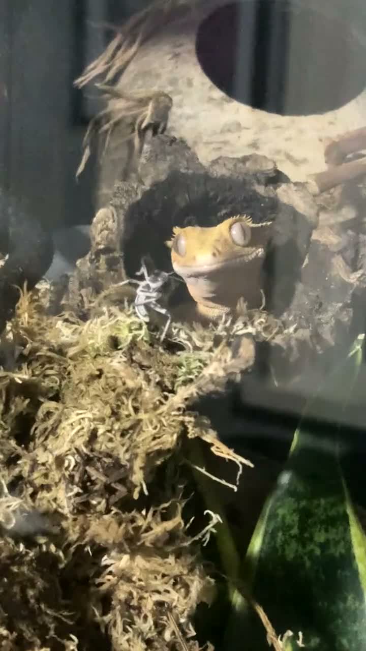 Gecko reptiles for sale: Crested gecko and full bioactive vivarium setup! - Video 1