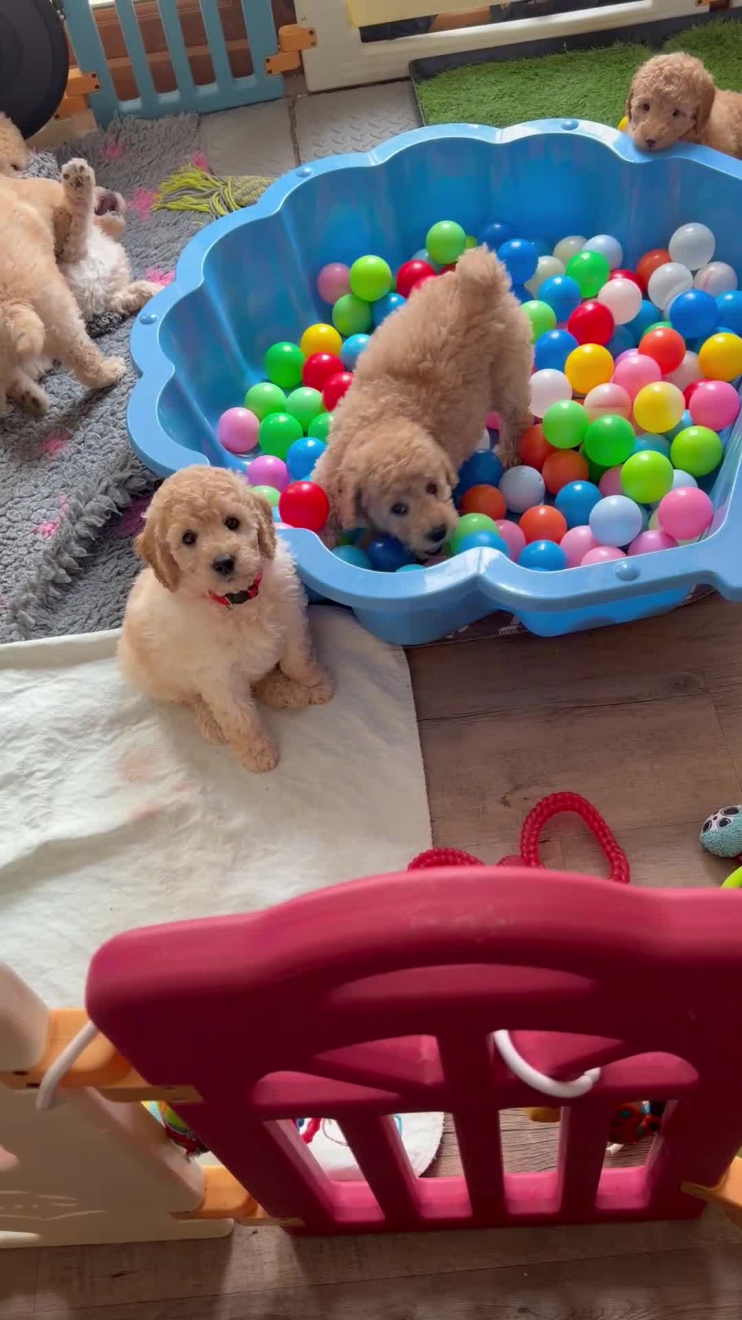 Miniature Poodle dogs for sale: KC Miniature Poodles DNA tested,  0% co eff  - Video 1