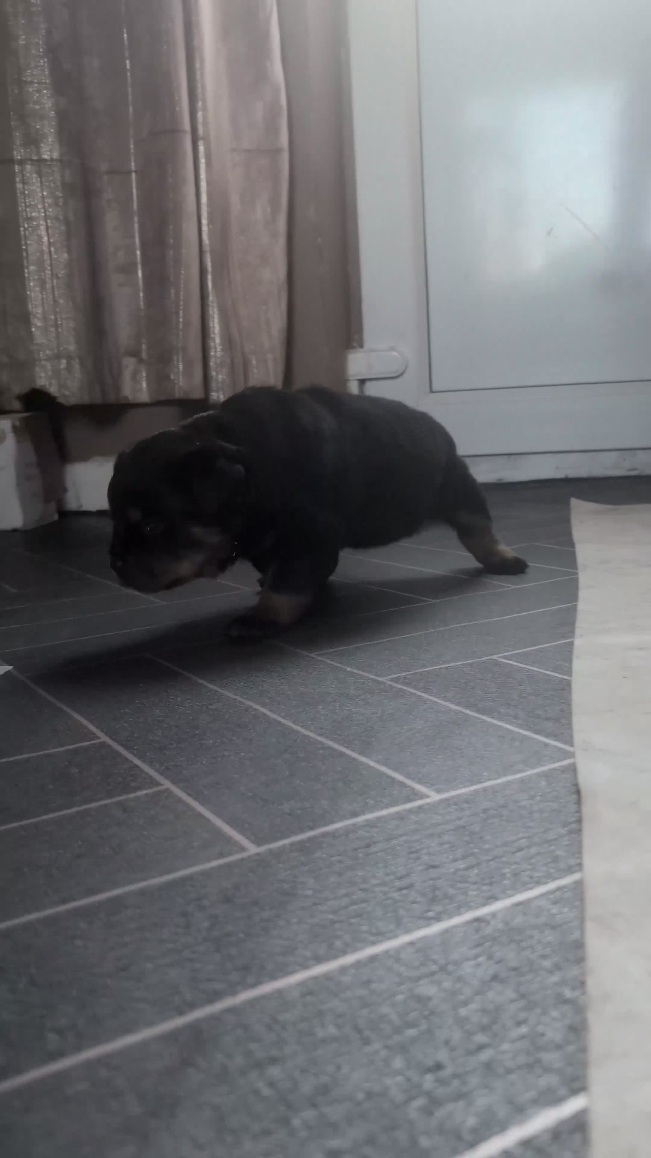 Rottweiler dogs for sale: Female Rottweiler pup for sale  - Video 2