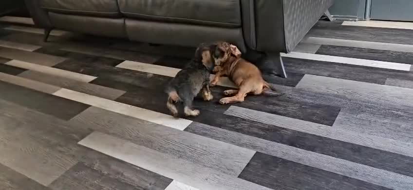 Dachshund dogs for sale: Stunning KC Registered Dachshund Puppies in Cheadle - Video 3