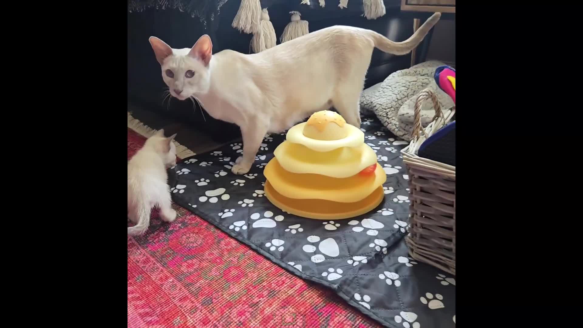 Tonkinese cats for sale: Registered, pedigree 1st generation,  VET checked  - Video 1