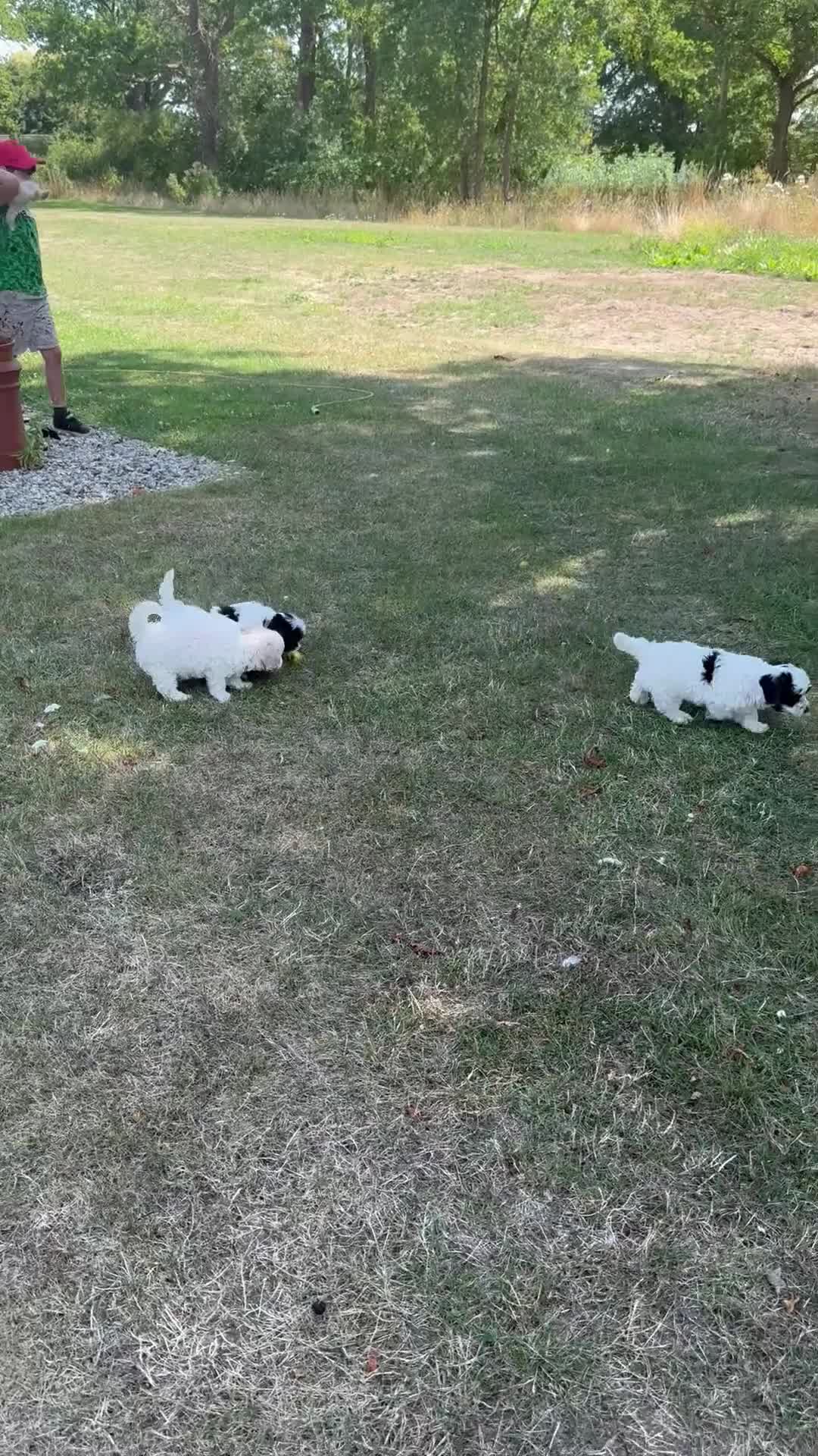 Maltipoo dogs for sale: 🌟 READY NOW 🌟 F1 Maltipoos  - Video 1