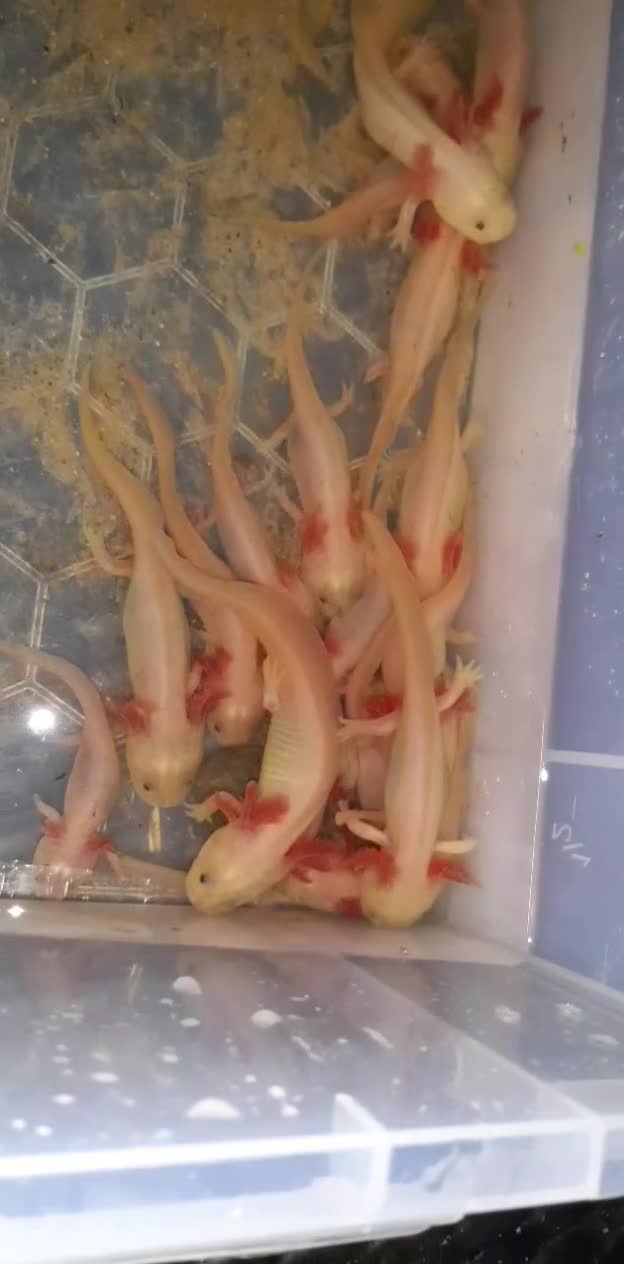 Axolotl reptiles for sale: Axolotls For Sale in Lymington - Video 1