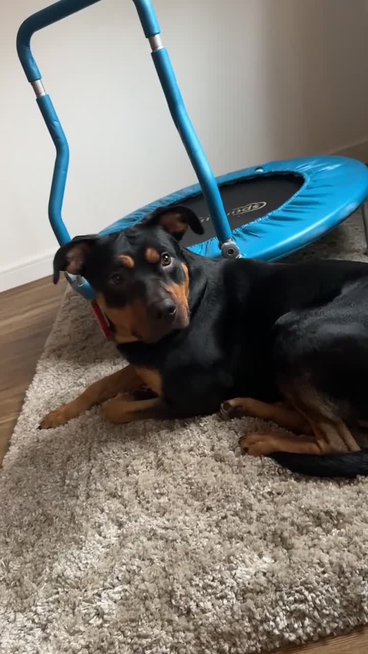 Mixed Breed dogs for sale: Rottweiler cross German Shepherd  - Video 1