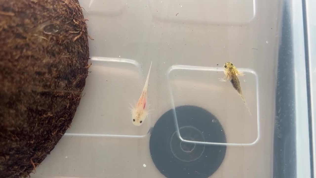 Axolotl reptiles for sale: Baby Axolotls  rehoming - Video 2