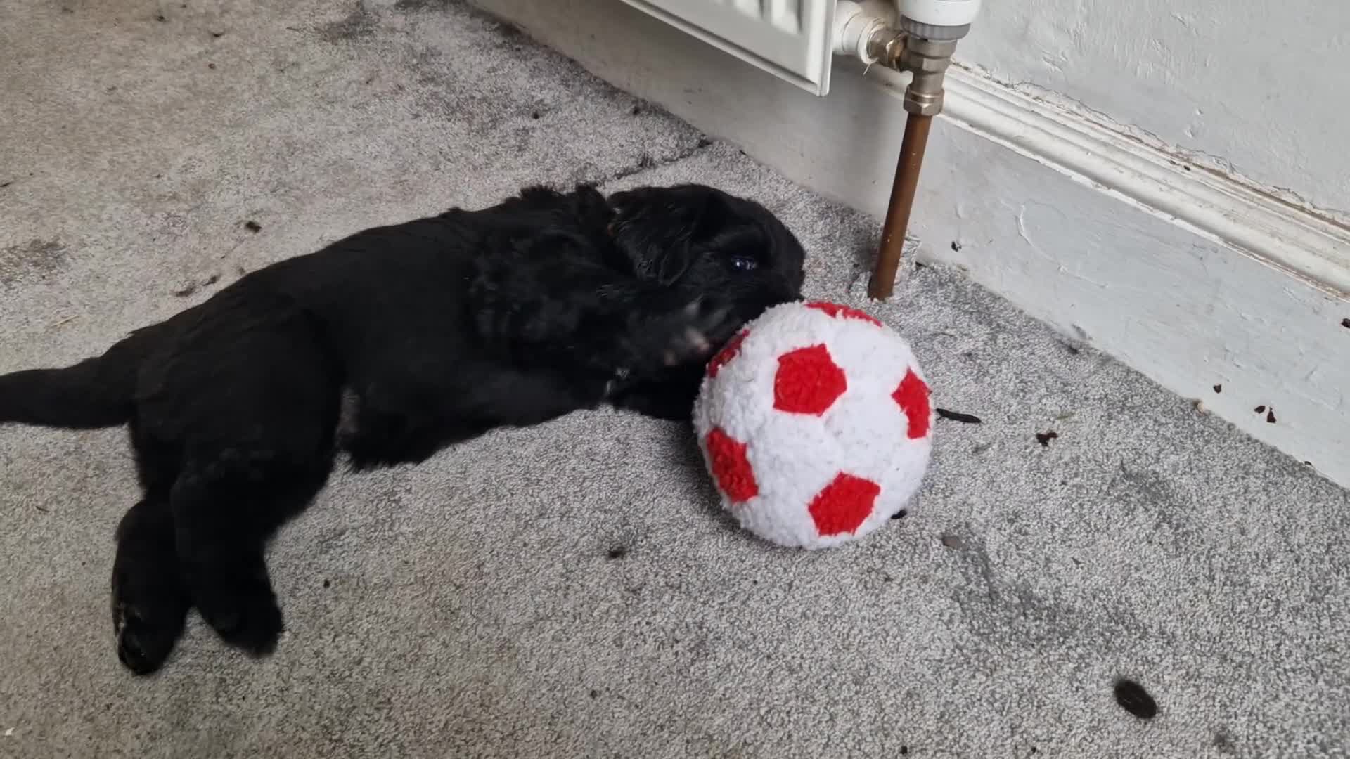 Newfoundland dogs for sale: KC Registered Black Newfoundland Puppies  - Video 2