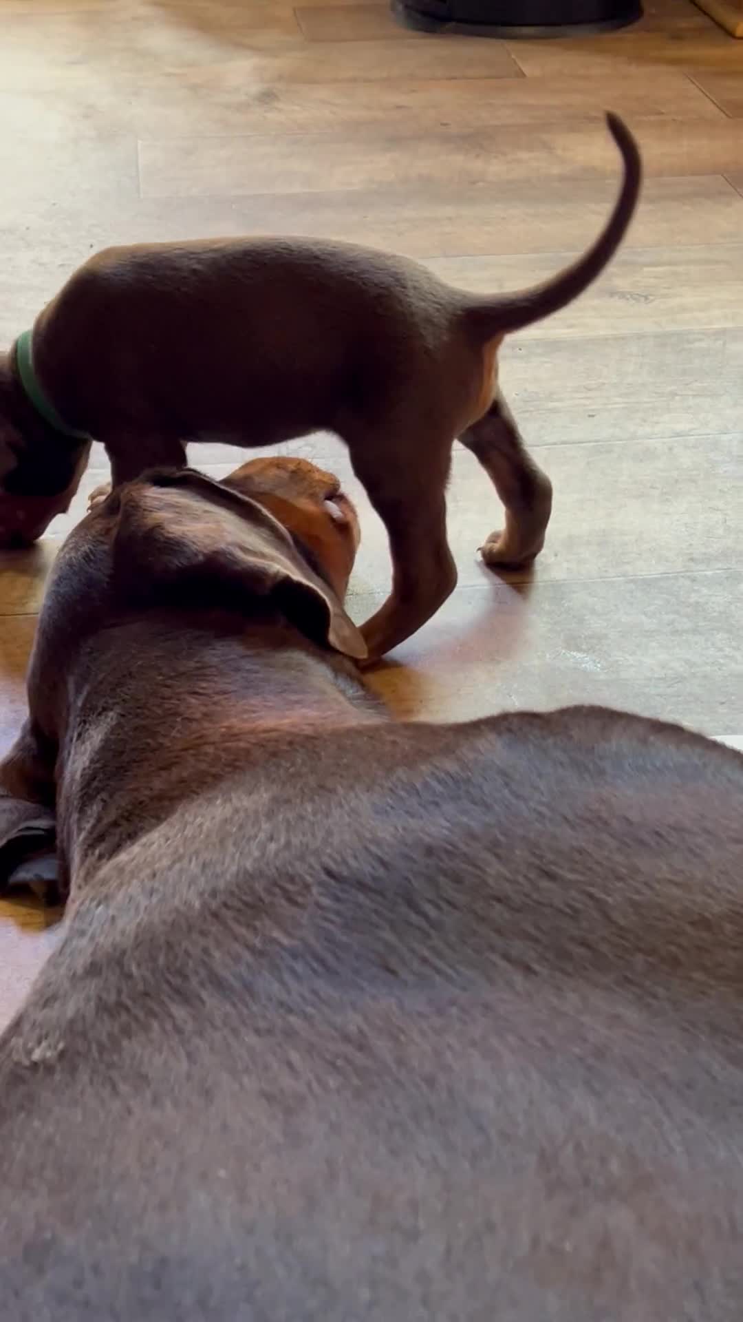 Dobermann dogs for sale: Dobermann puppies Champion bloodline, kc reg - Video 3