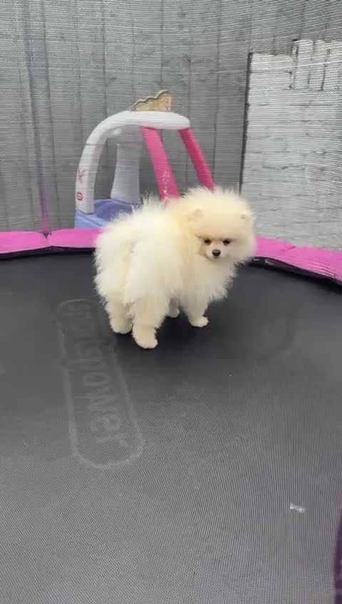 Pomeranian dogs for sale: KC Registered Champion blood line Pomeranian  - Video 1