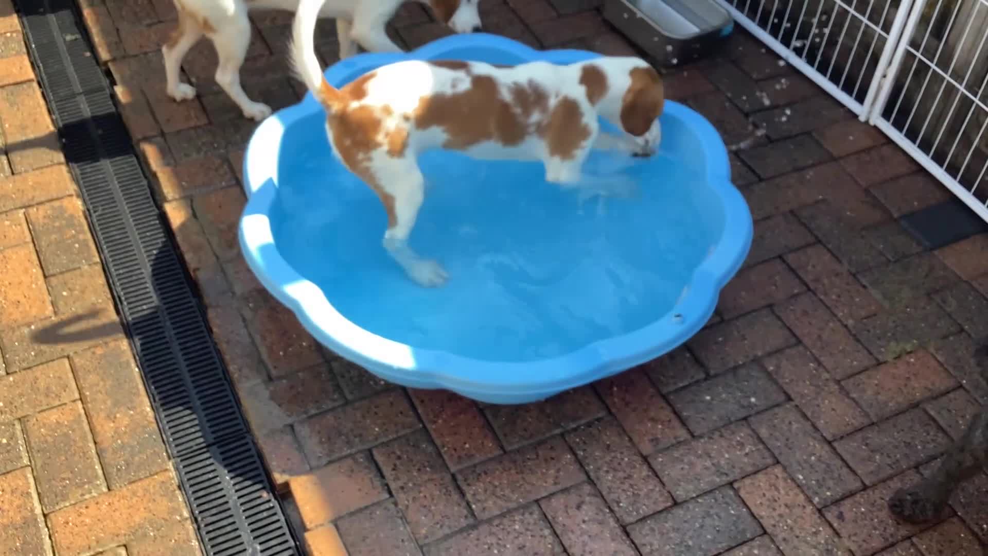 Mixed Breed dogs for sale: American Beagle x Cav + Poodle x Springer Spaniel  - Video 1