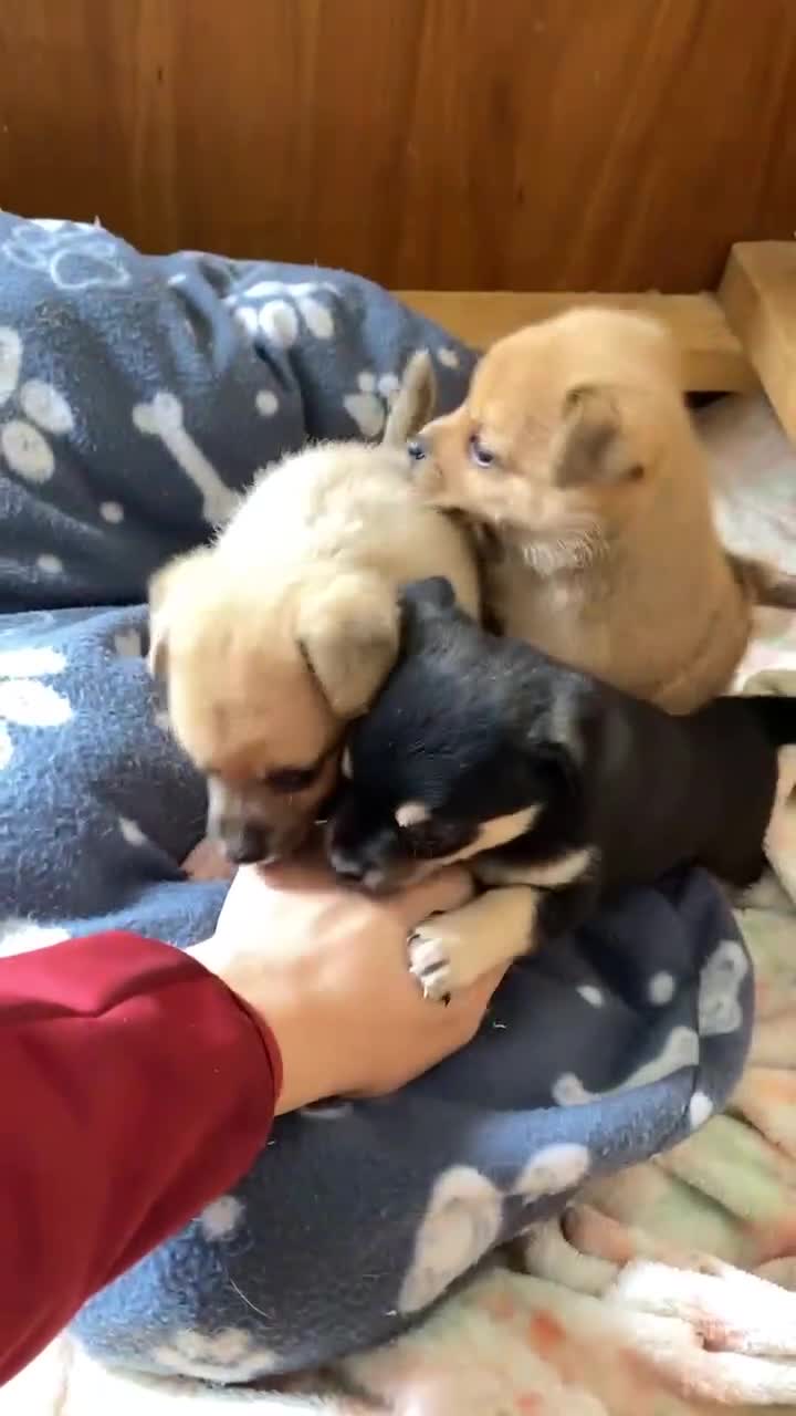 Mixed Breed dogs for sale:  Beautiful puppies  - Video 1