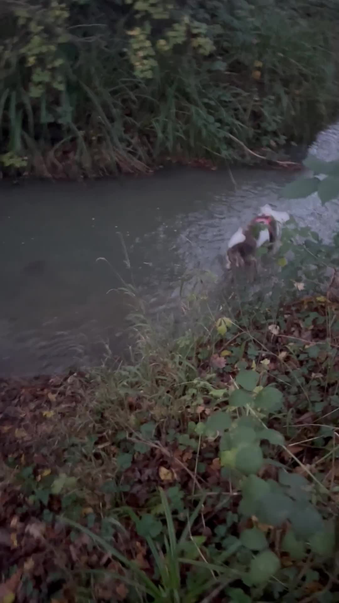 Mixed Breed dogs for sale: Aj American bulldog  - Video 1