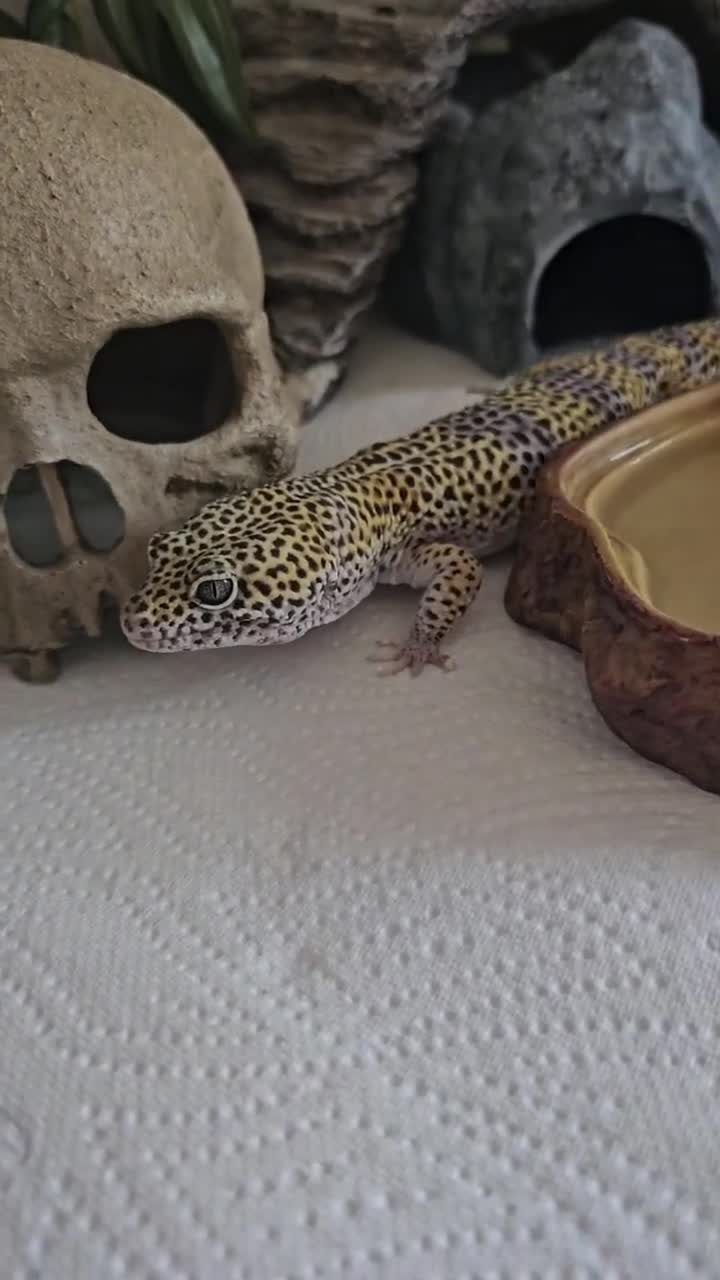 Leopard Gecko reptiles for sale: Leopard gecko and full enclosure - Video 1