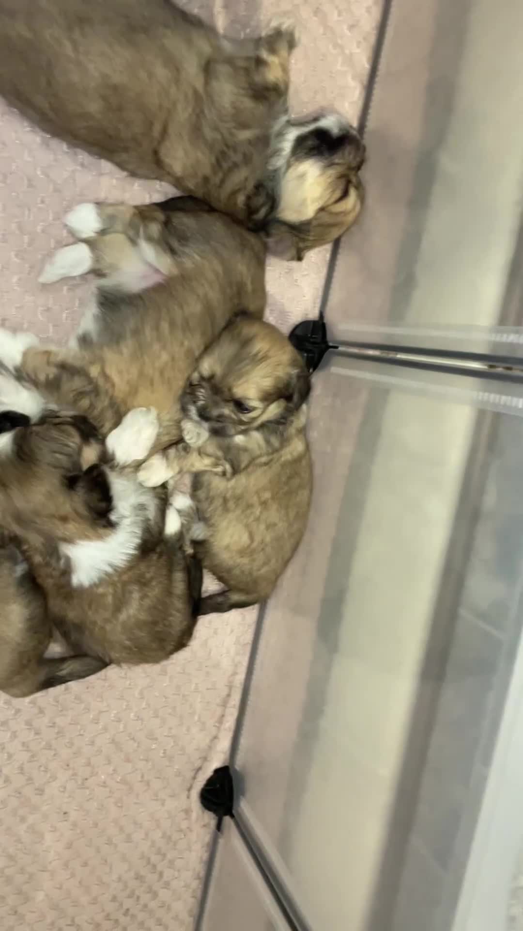 Lhasa Apso dogs for sale: Adorable pedigree Lhasa apso pups  - Video 2