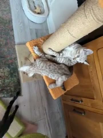 Bengal cats for sale: Bengal kittens - Video 1