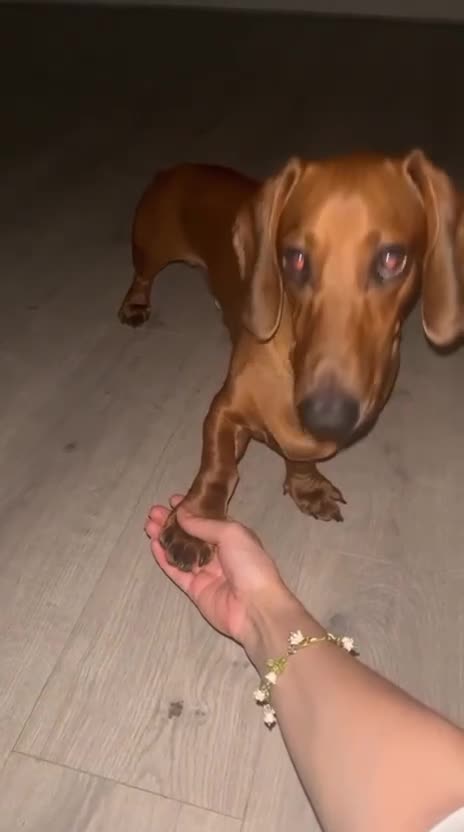 Dachshund dogs for stud: Chocolate Dashound for stud - Video 1