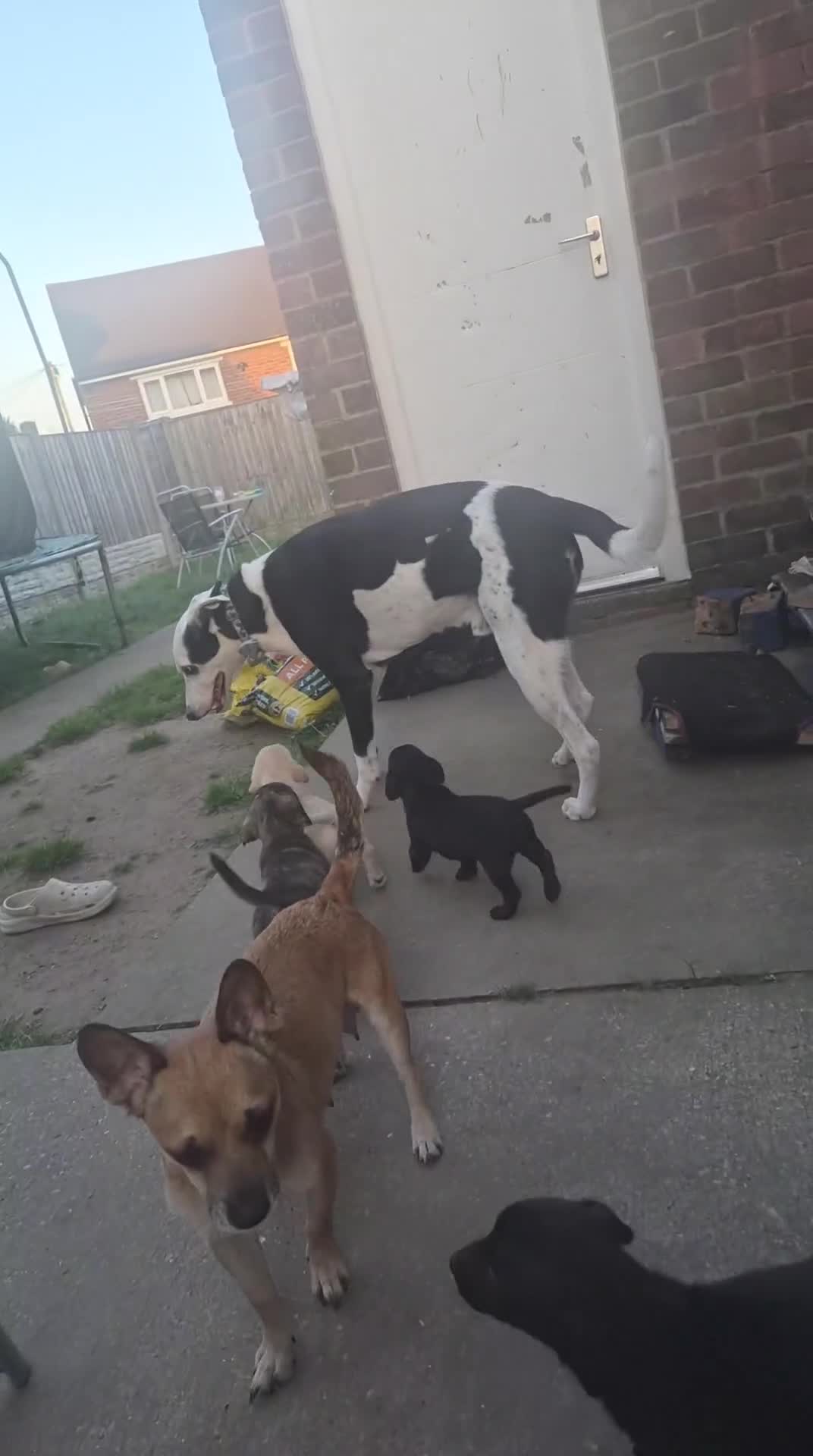 Mixed Breed dogs for sale: Lurcher x jackchi  - Video 1