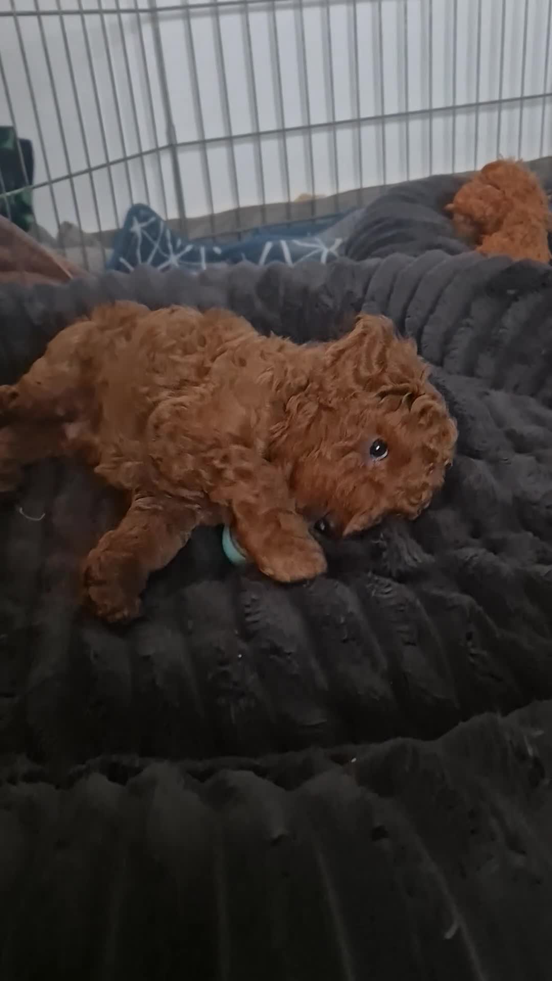 Labradoodle dogs for sale: Male toy labradoodle  - Video 2