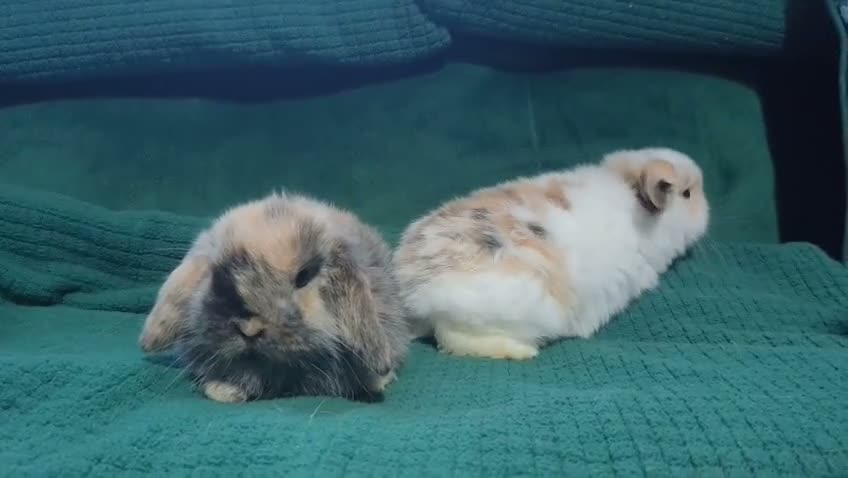 Mini Lop rabbits for sale: Two female mini lop rabbits - Video 1