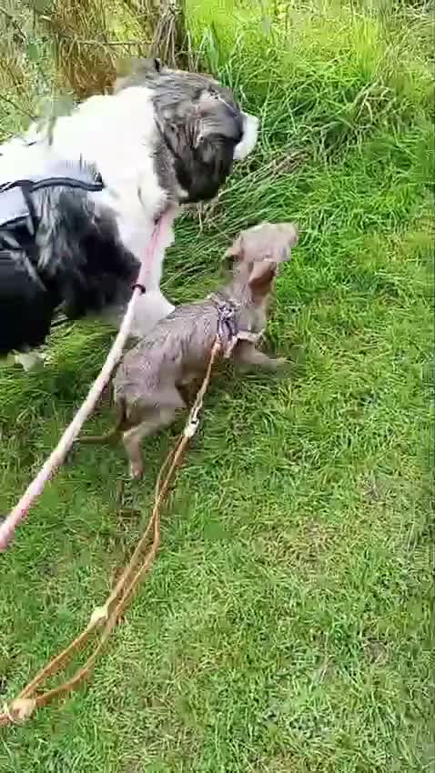 Mixed Breed dogs for sale: All Reserved -  Igglington Looking 4 Love - Video 2