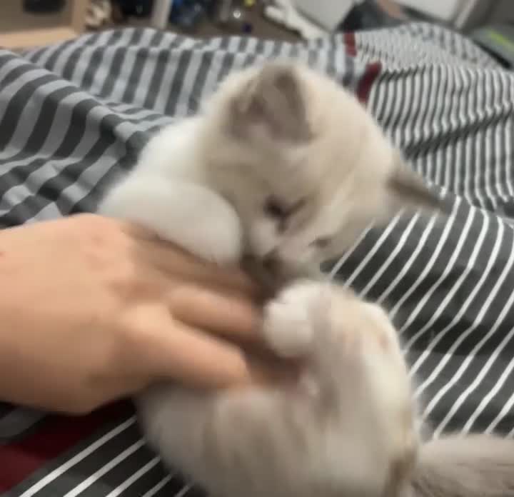Siberian cats for sale: Pure bred neva masquerade siberian kittens  - Video 3