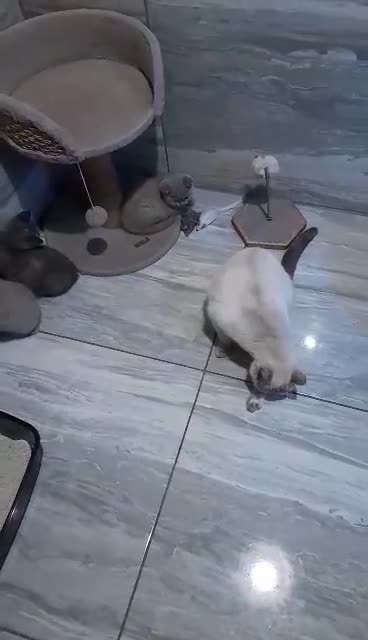 British Shorthair cats for sale: 4 beautiful BSH FEMALE - Video 1