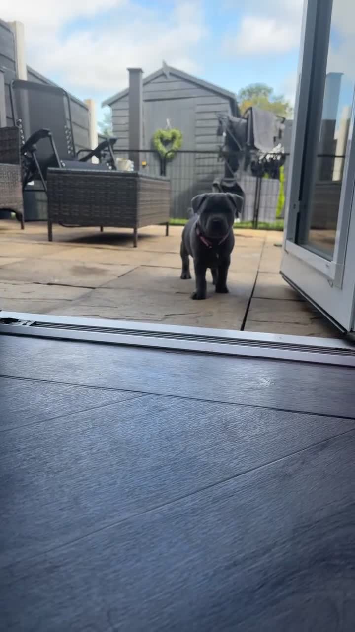 Staffordshire Bull Terrier dogs for sale: BLUE BLOODLINE CHAMPION STAFFS💕🐾 - Video 3