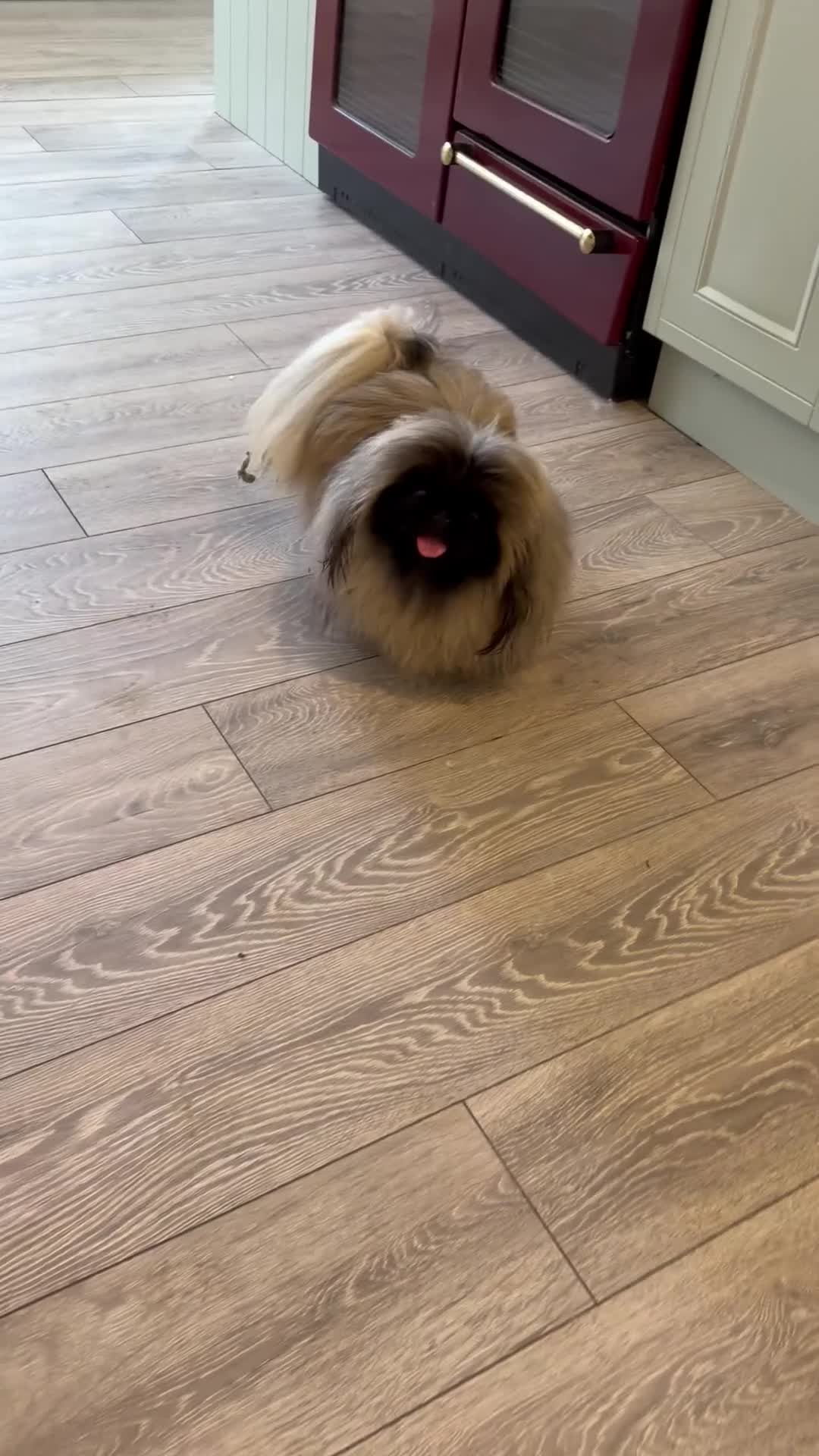 Pekingese dogs for sale: Kc Pekingnese boys available - Video 1