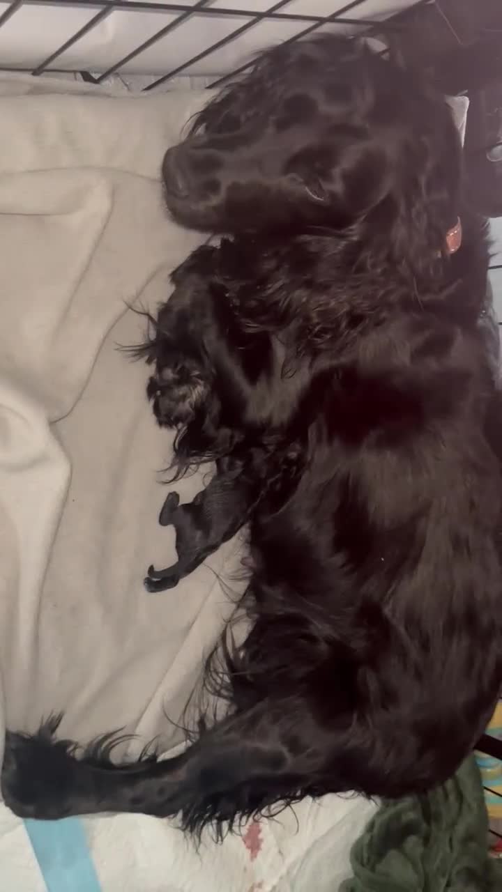 Cockapoo dogs for sale: Puppies born! - Video 1