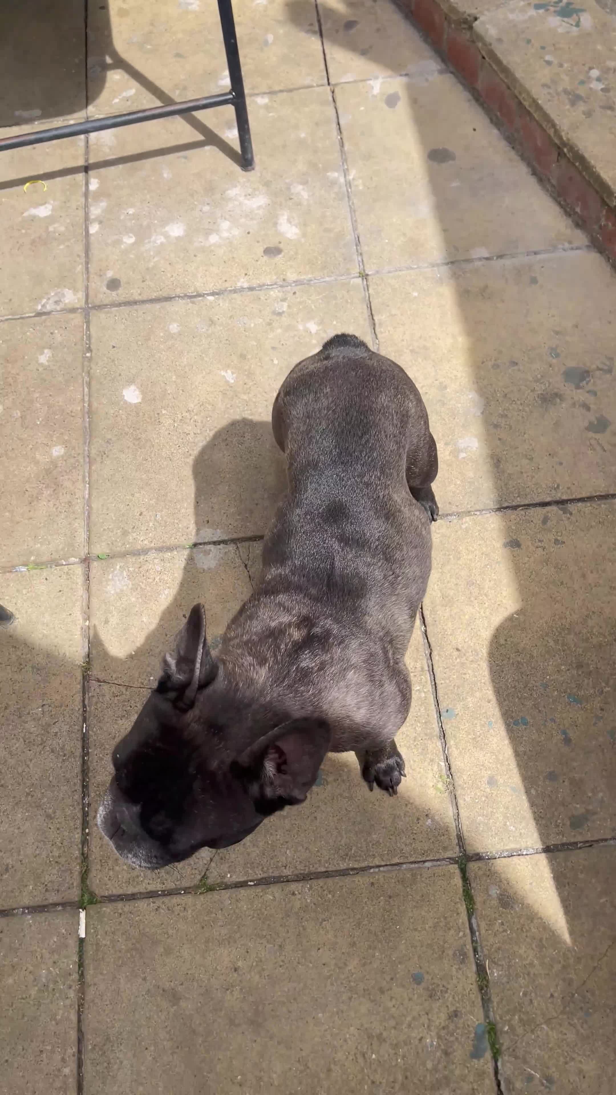 French Bulldog dogs for sale: Linda in Bedford - Video 1