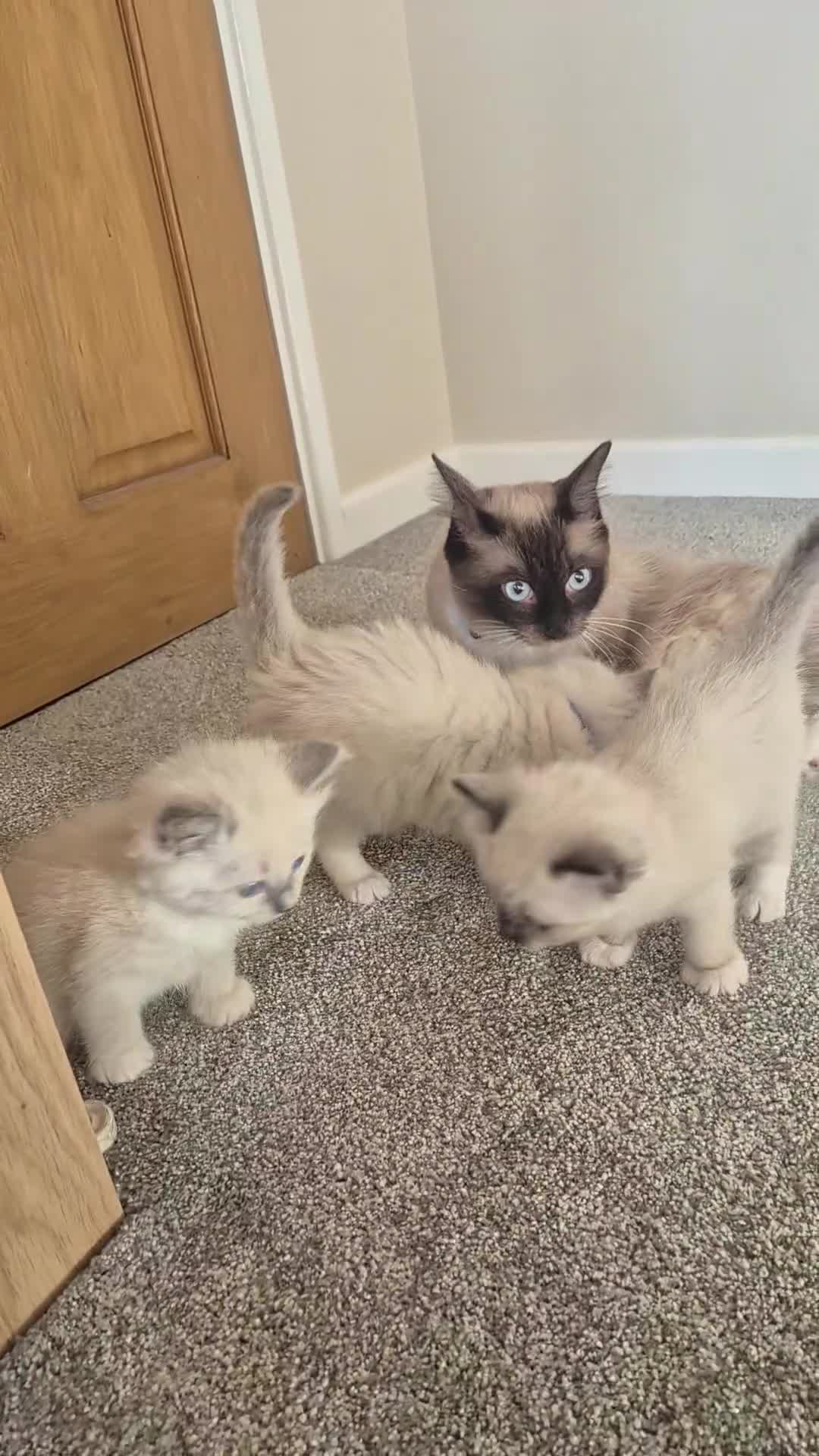 Ragdoll cats for sale: Purebred Ragdoll Kittens Looking for Forever Homes - Video 2