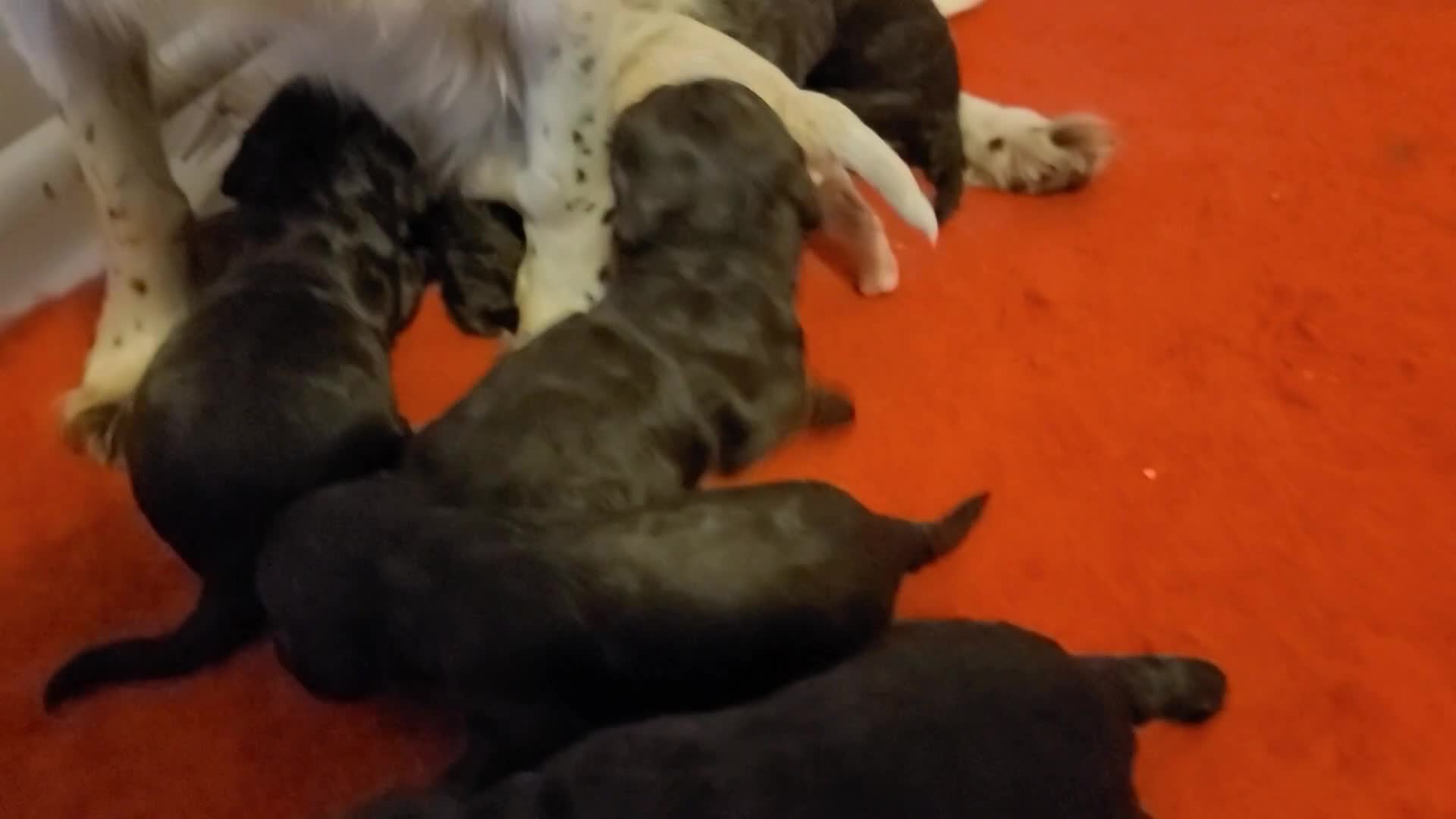 Cockapoo dogs for sale:  Chocolate F1 Cockapoos DNA Tested  - Video 1