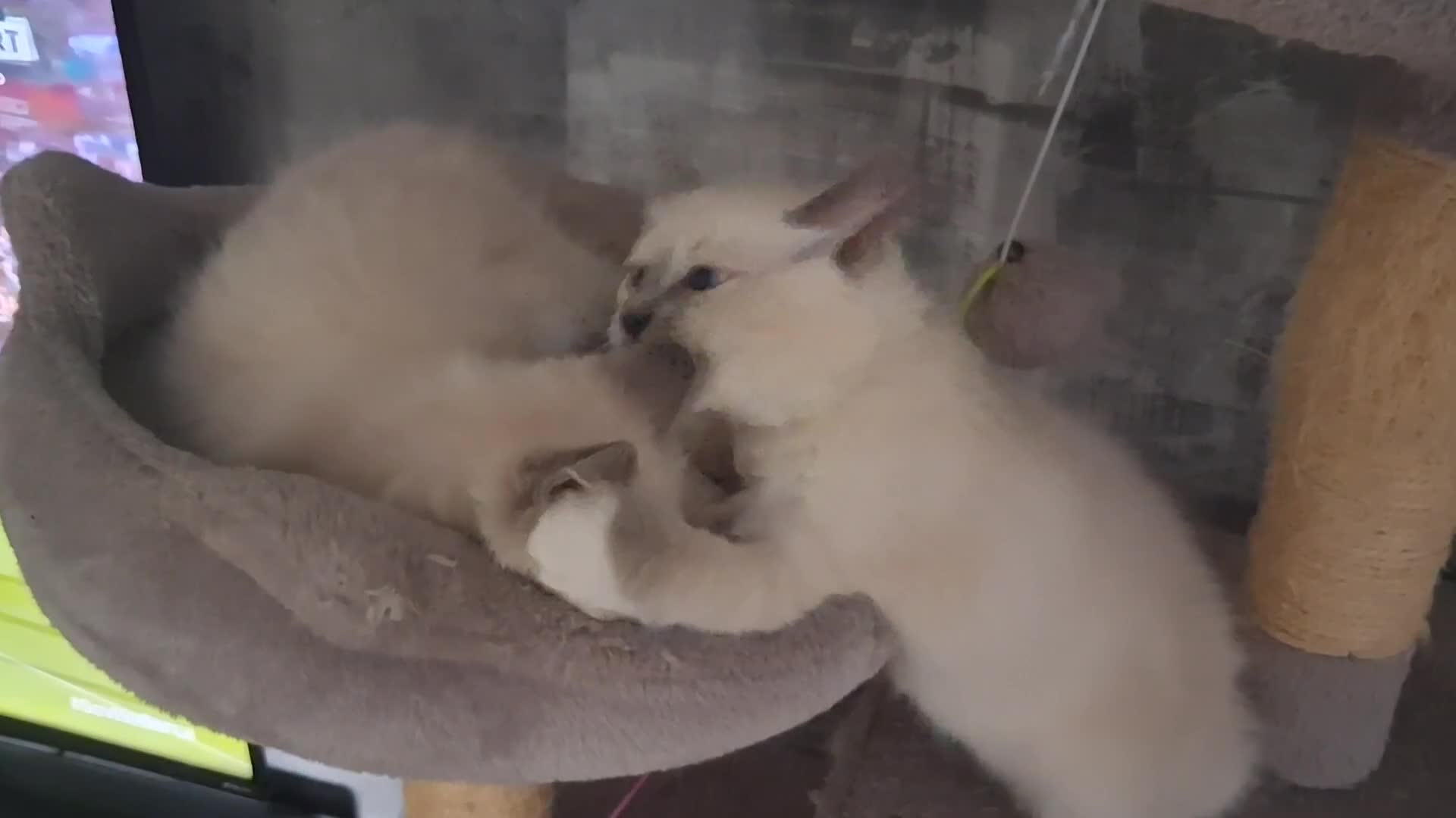 Ragdoll cats for sale: 6 ragdoll kittens  - Video 3