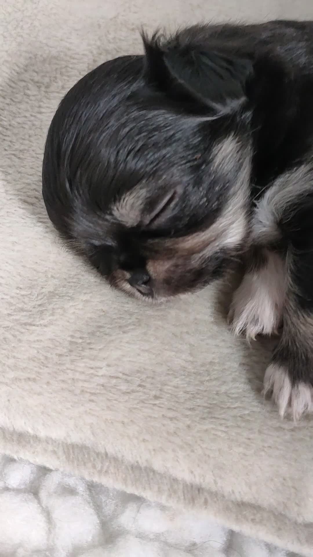 Chihuahua dogs for sale: Stunning long coat chihuahua puppies  - Video 4