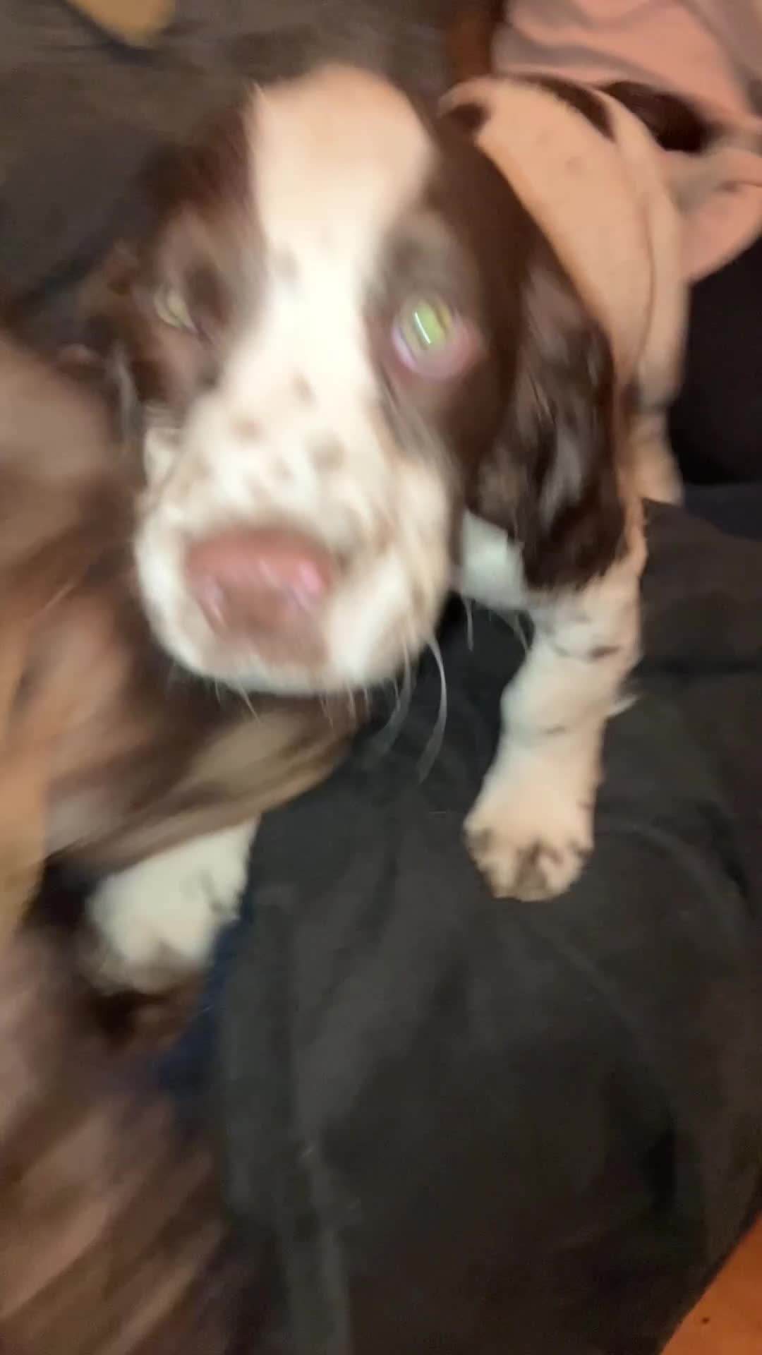 Cocker Spaniel dogs for sale: cocker spaniel puppies  - Video 2
