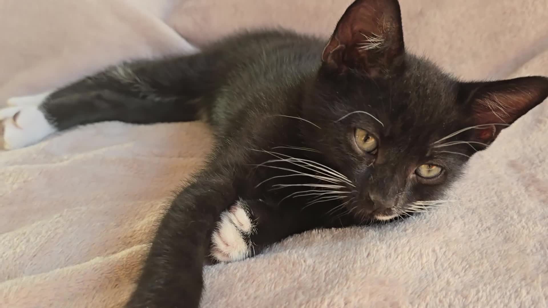 Domestic Shorthair cats for sale: 🐾Fully Vaccinated microchipped kitten BOY🐾 - Video 1