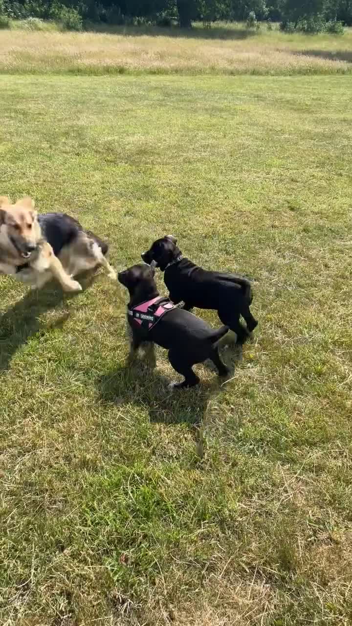 German Shepherd dogs for sale: Lyla, 1 year old German Shephard  - Video 1