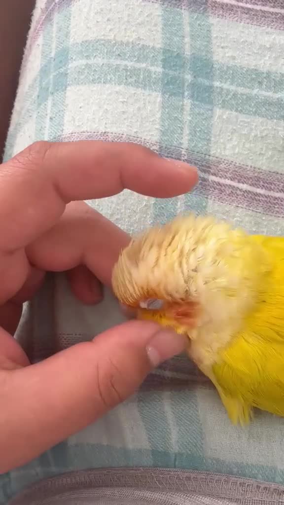 Conures birds for sale: Silly tamed sun cheek conure hand reared baby - Video 4
