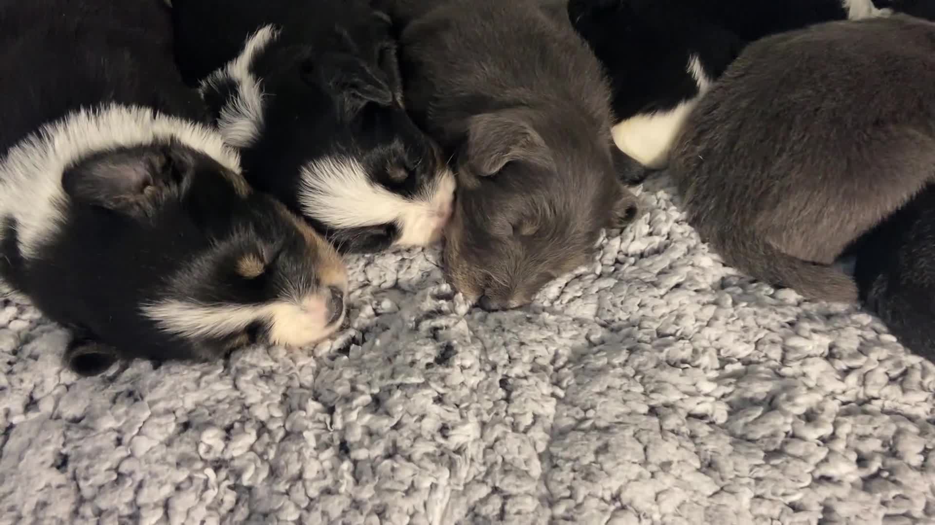 Border Collie dogs for sale: 6 quality healthy Border Collie, ready in Feb 26  - Video 3