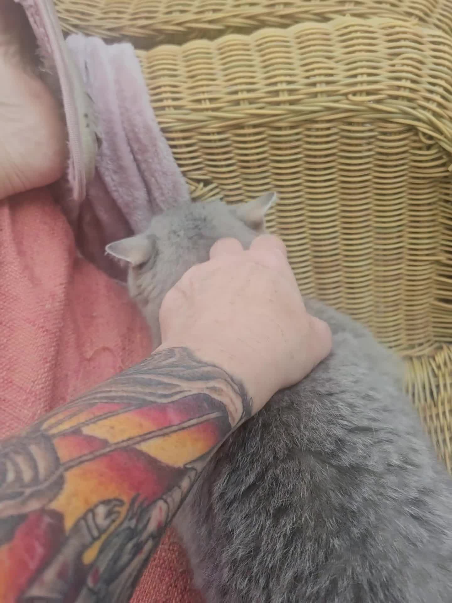 British Shorthair cats for sale: Active Blue golden tabby - Video 1