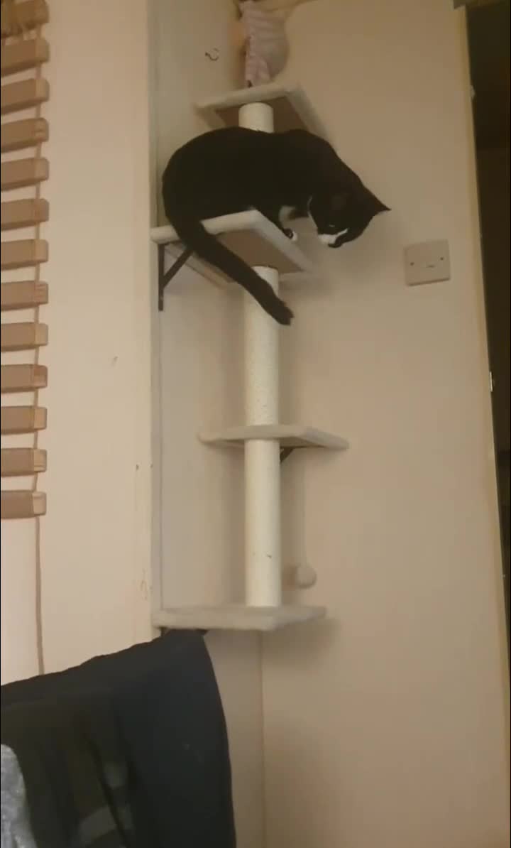 British Shorthair cats for sale: 2 Beautiful Boys for Sale - Video 1