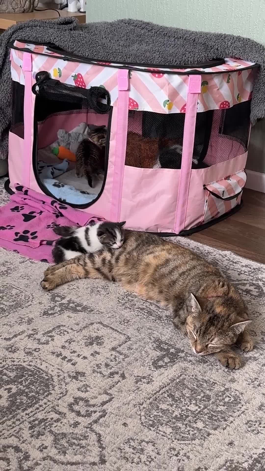 Domestic Shorthair cats for sale: Stunning little tabby/white girl kitten. - Video 5