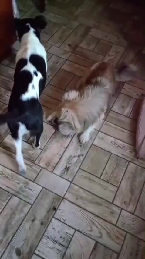 Mixed Breed dogs for adoption: ❤️MATILDA❤️ 10 months, low medium below the knee) - Video 1