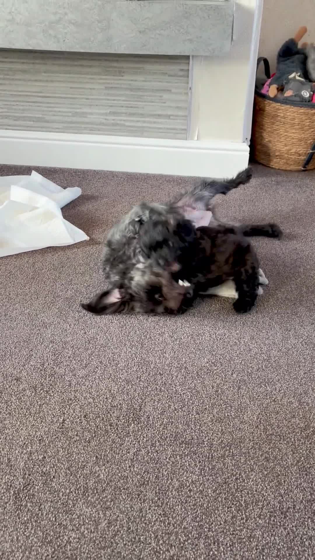 Jackapoo dogs for sale: Male Jackapoo  - Video 1