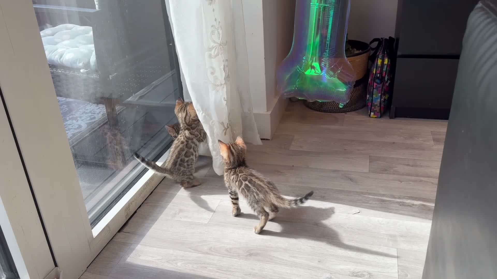 Bengal cats for sale: High-End & Premium Collect - Video 1