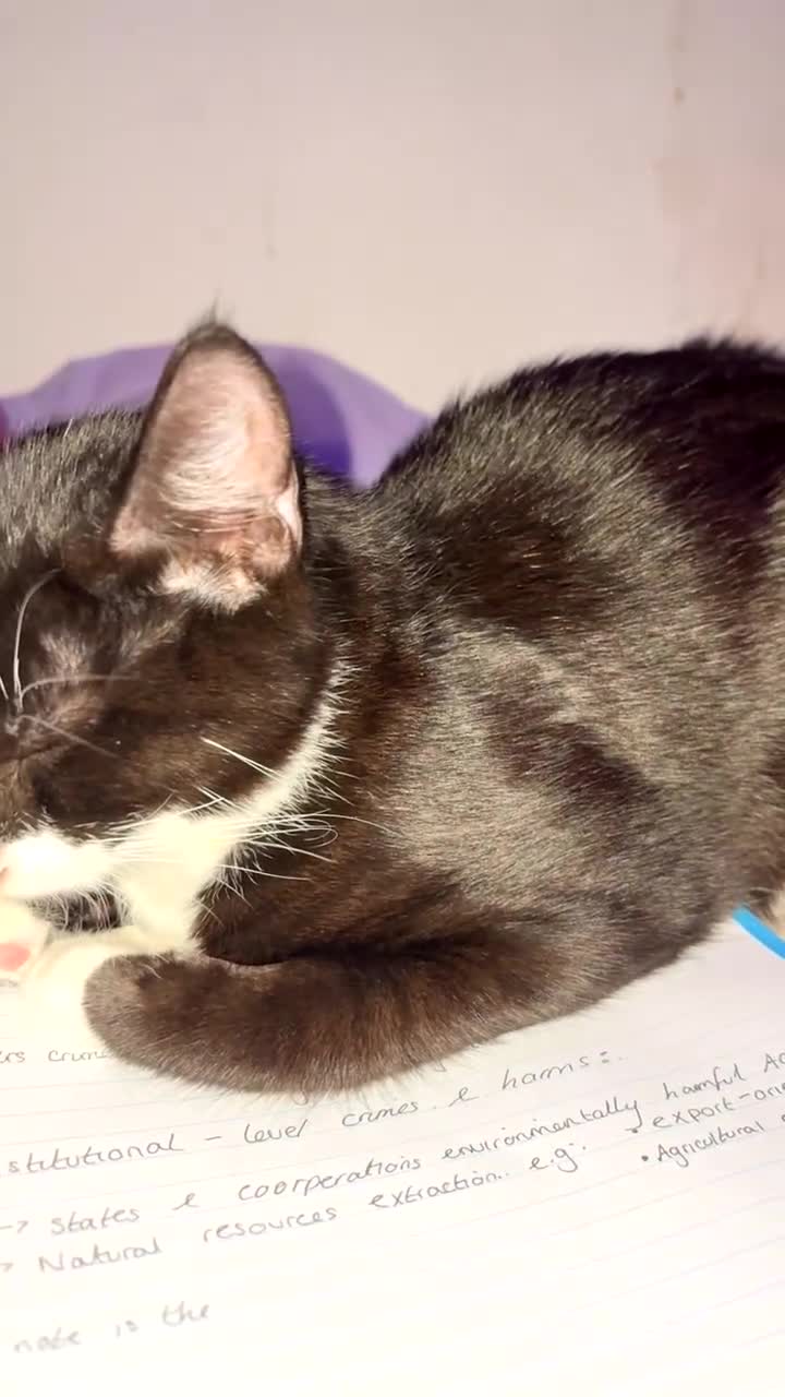 British Shorthair cats for sale: Missy & her 3 kittens & adopted rescue kitten scar - Video 3