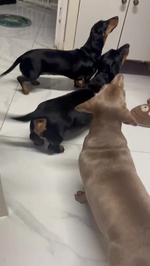 Miniature Dachshund dogs for sale: Miniature Dachshund 18 month Old Girl - Video 2