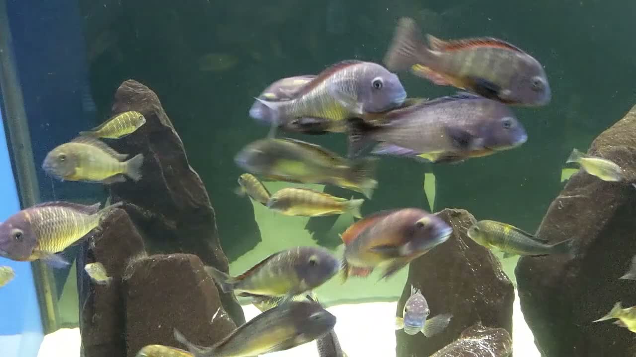 Cichlids fish for sale: Tropheus Red Rainbows  in Carnforth - Video 1