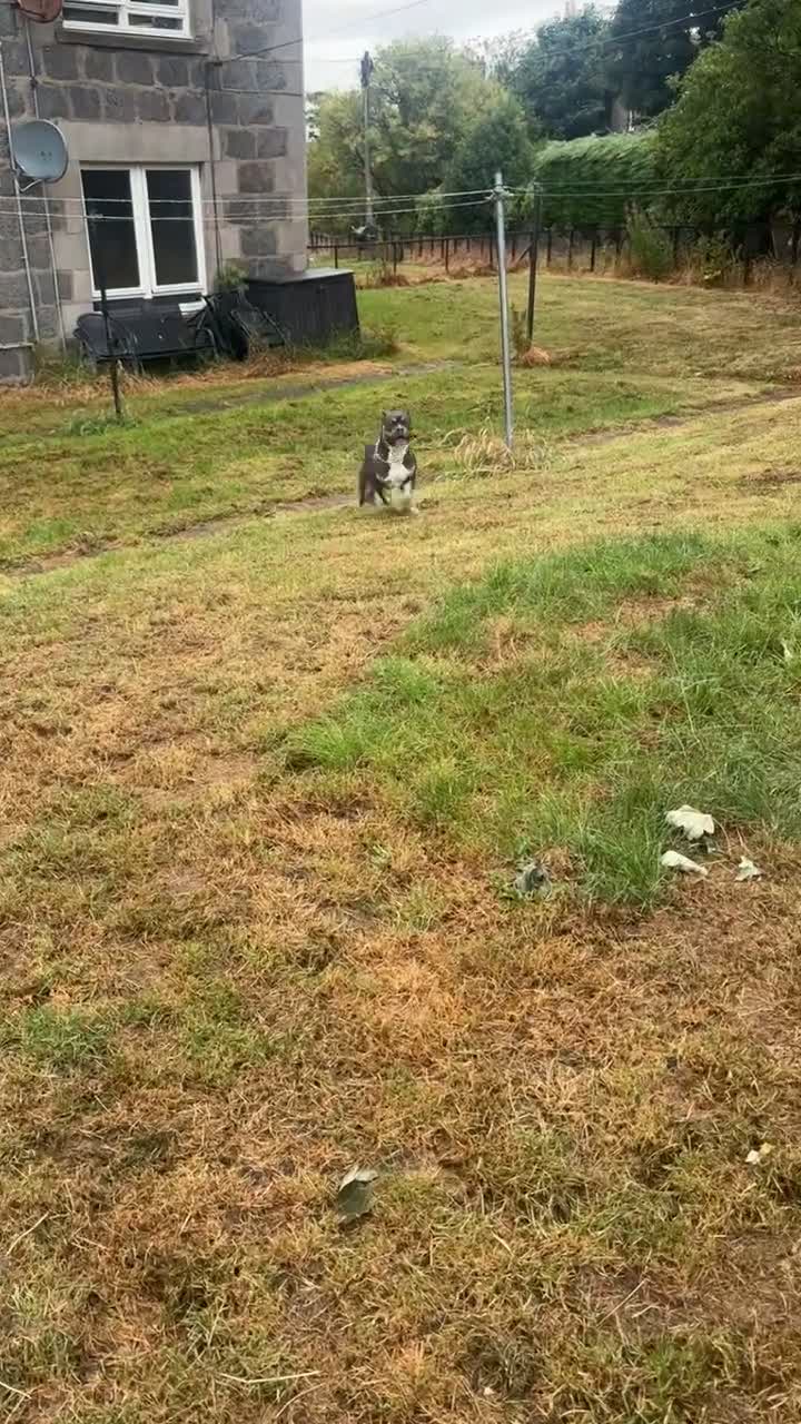 Mixed Breed dogs for sale: Baron in Macduff - Video 1