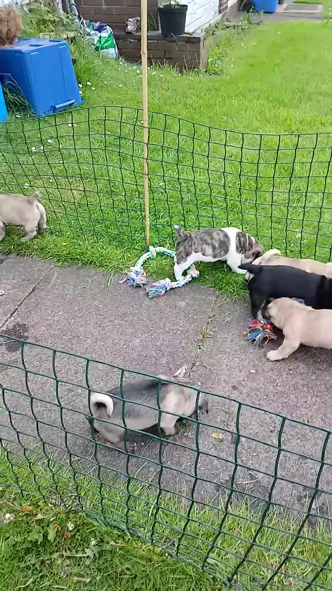 Frug dogs for sale: Frug puppies in Stoke-on-Trent - Video 2